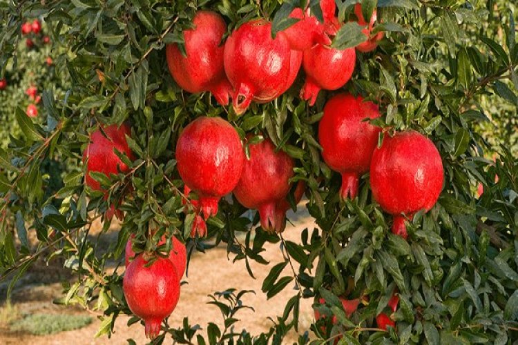 تولید بیش از ۴۲۰ هزار تُن انار در فارس
