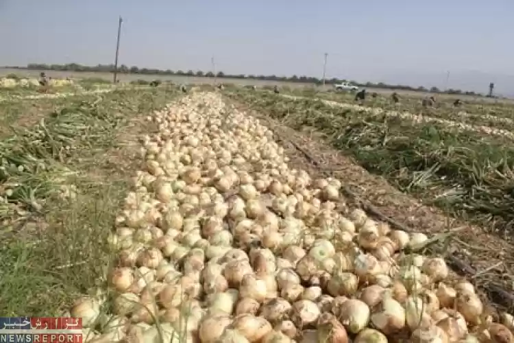 آغاز برداشت پیاز از 340 هکتار مزارع شهرستان مرودشت